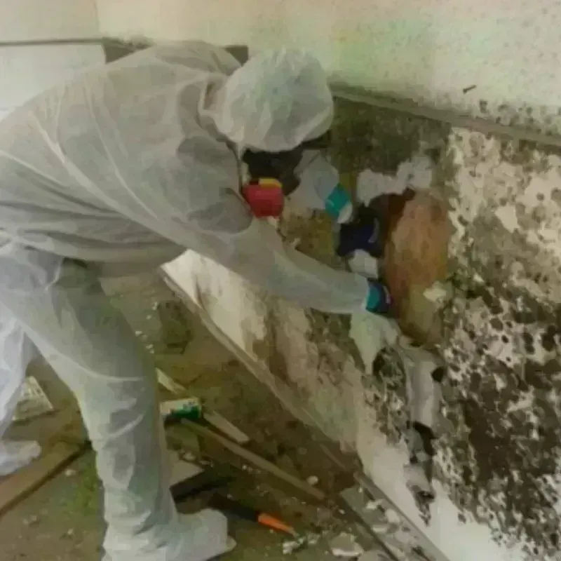 Mold Remediation and Removal in Winston, OR